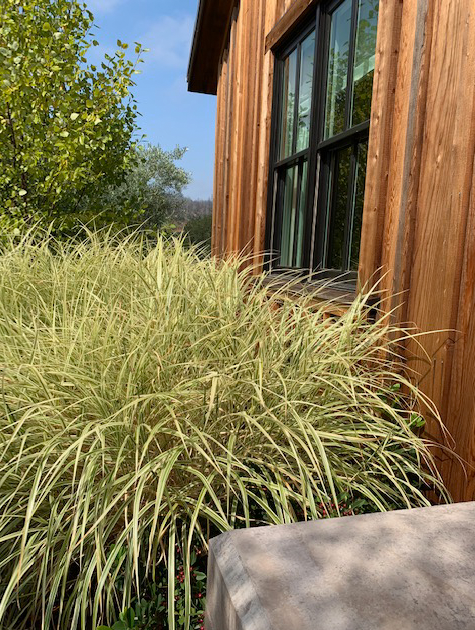 Tall grasses next to wood, siding and window