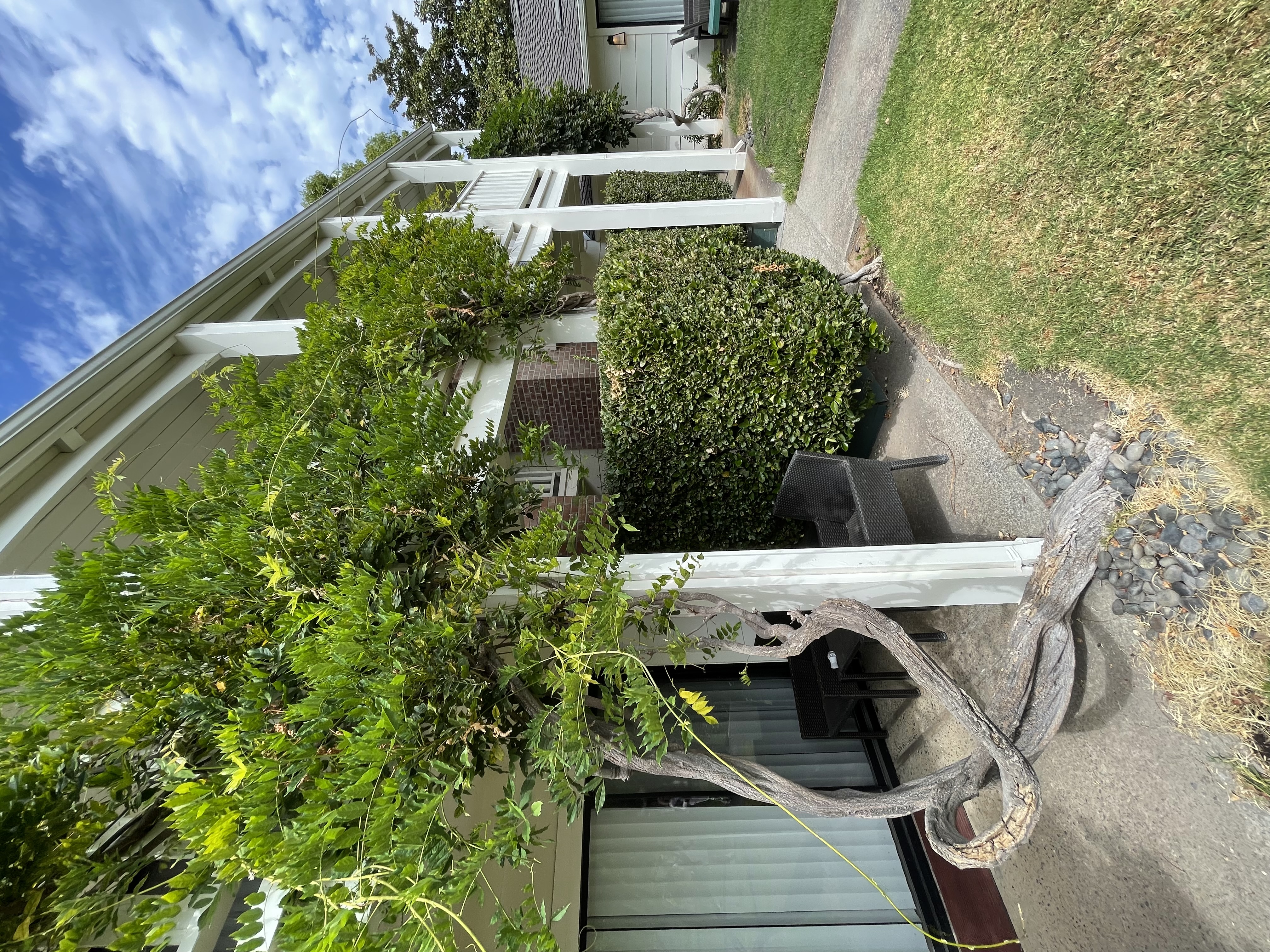 Ornamental vine growing on pergola attached to the structure, creating a direct fire pathway in Zone 0
