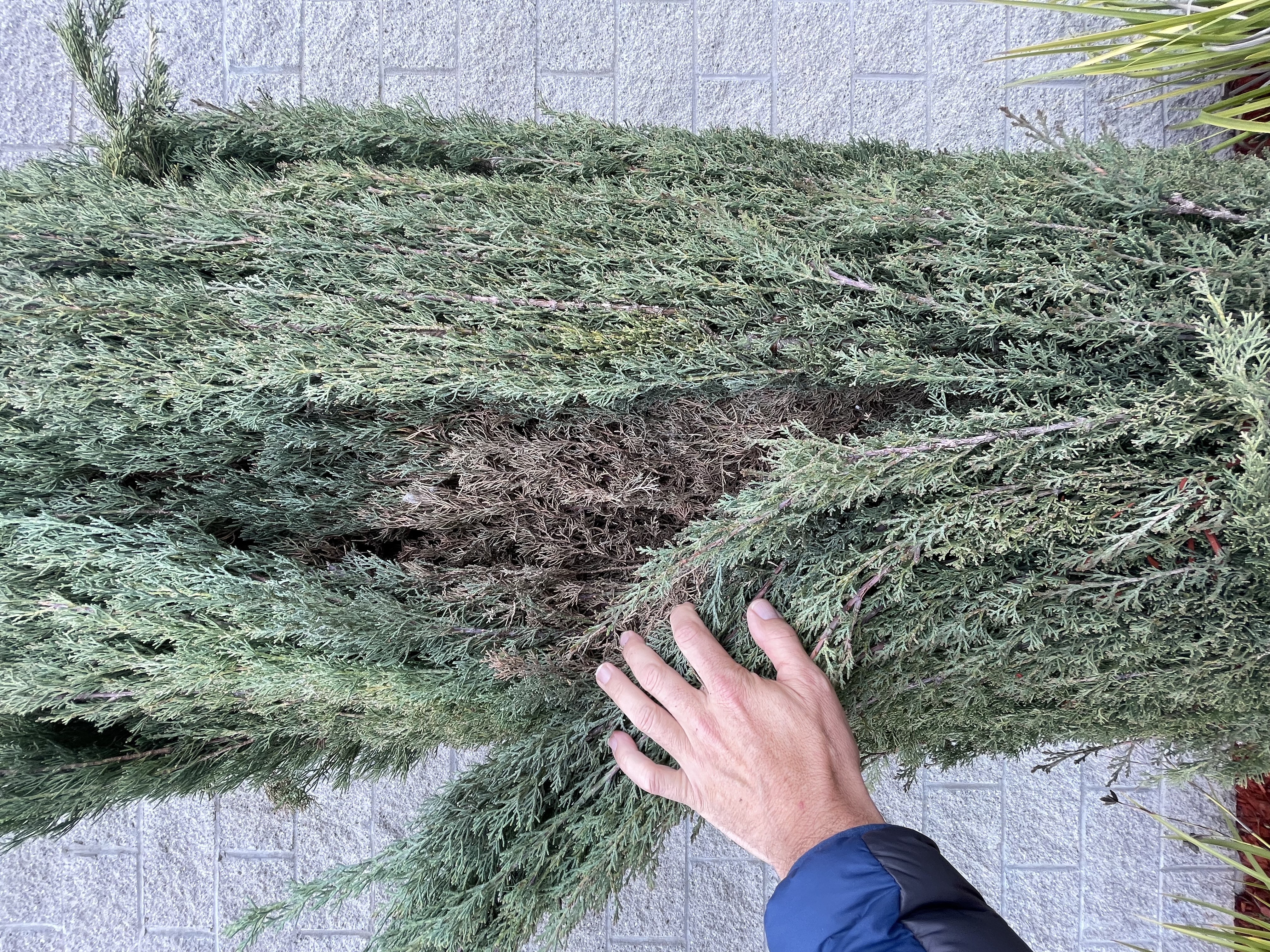 Pulling back a juniper reveals a mass of dead, dry material hidden inside. This concealed fuel ignites easily and is one of the most commonly overlooked hazards.